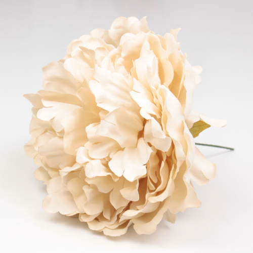 PEONIA MARFIL PARIS