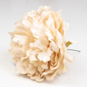 PEONIA MARFIL PARIS