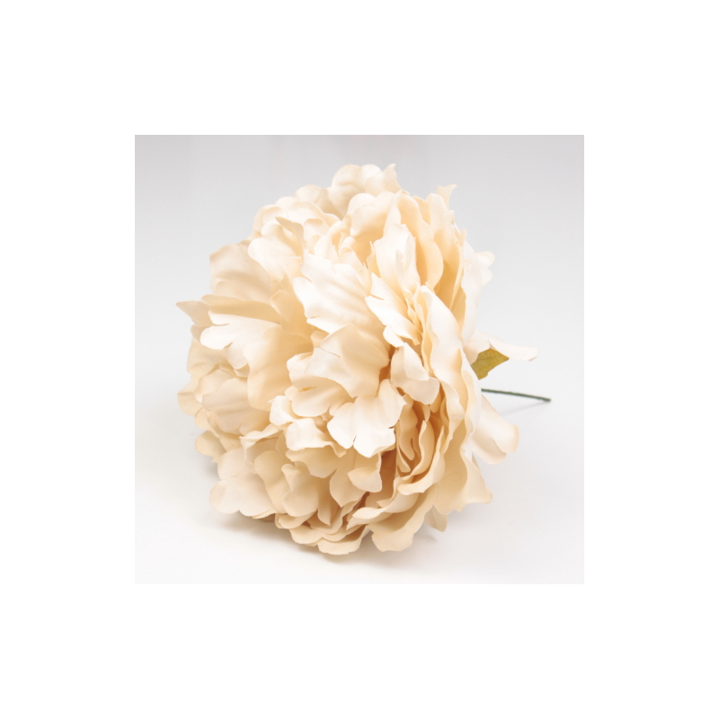 PEONIA MARFIL PARIS