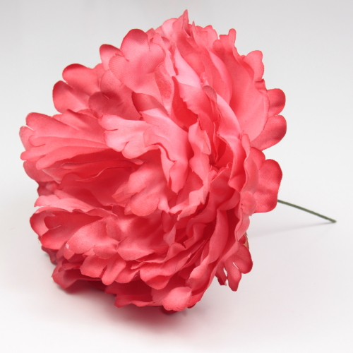 PEONIA CORAL PARIS