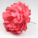 PEONIA CORAL PARIS