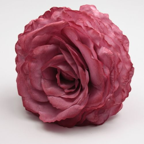 ROSA QUISQUILLA AJOLÍ