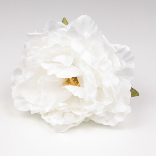 PEONIA BLANCA JEREZ