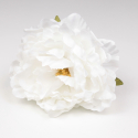 PEONIA BLANCA JEREZ