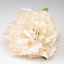 PEONIA MARFIL JEREZ