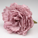 PEONIA ROSA PALO JEREZ