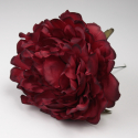 PEONIA GRANATE JEREZ