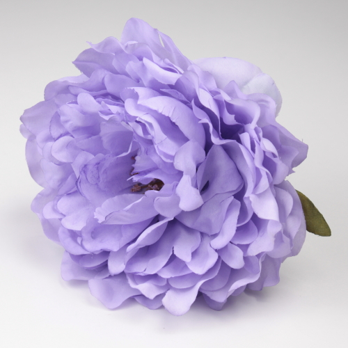 PEONIA PURPURA JEREZ