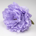 PEONIA PURPURA JEREZ