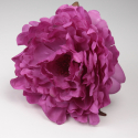 PEONIA BUGANVILLA JEREZ