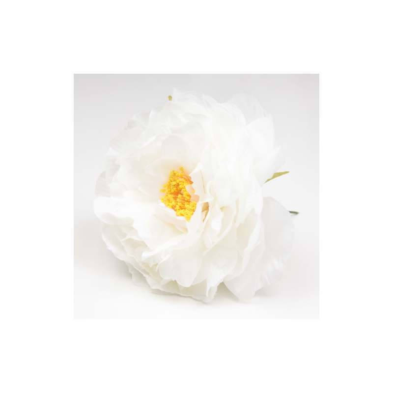 PEONIA BLANCO SANLUCAR