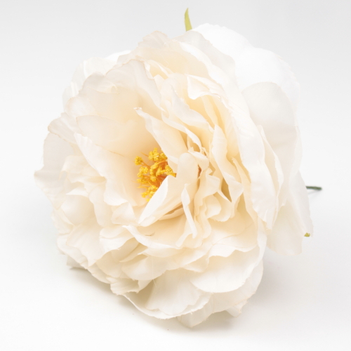 PEONIA BEIGE SANLUCAR