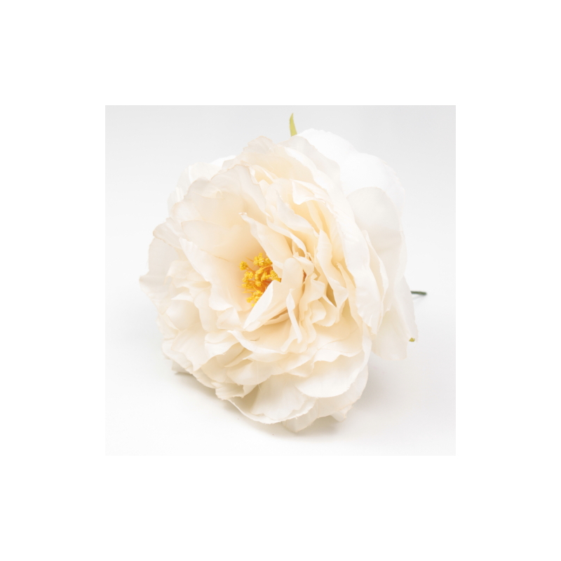 PEONIA BEIGE SANLUCAR