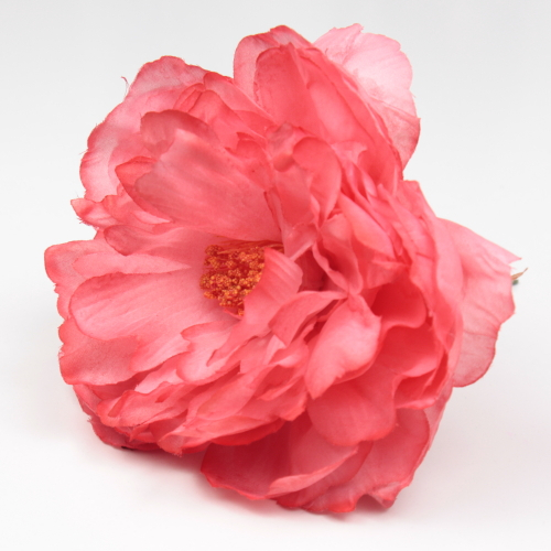 PEONIA CORAL SANLUCAR