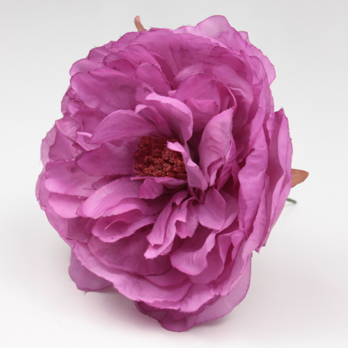 PEONIA CARDENAL SANLUCAR