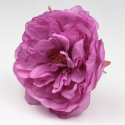 PEONIA CARDENAL SANLUCAR