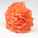 CLAVEL NARANJA SEVILLA 11CM