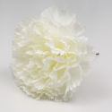 CLAVEL BLANCO SEVILLA 11CM