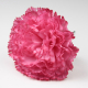 CLAVEL PURPURA SEVILLA 11CM