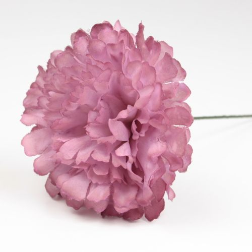 CLAVEL QUISQUILLA JAEN 7CM
