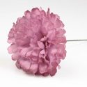 CLAVEL QUISQUILLA JAEN 7CM