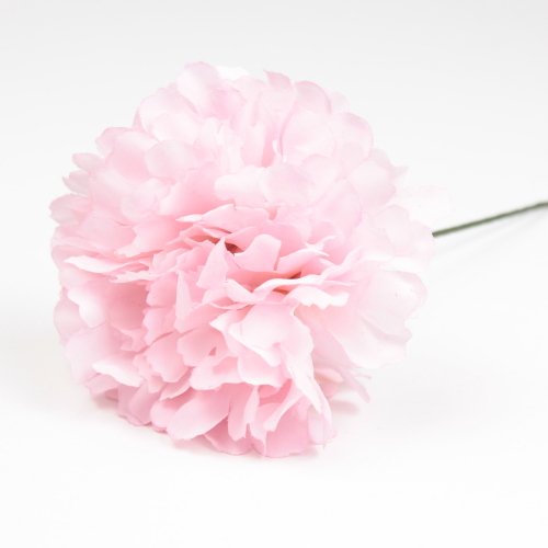 CLAVEL ROSA BEBE JAEN 7CM