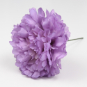 CLAVEL MALVA JAEN 7CM