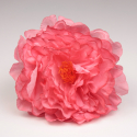 PEONIA CORAL