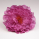 PEONIA CORAL