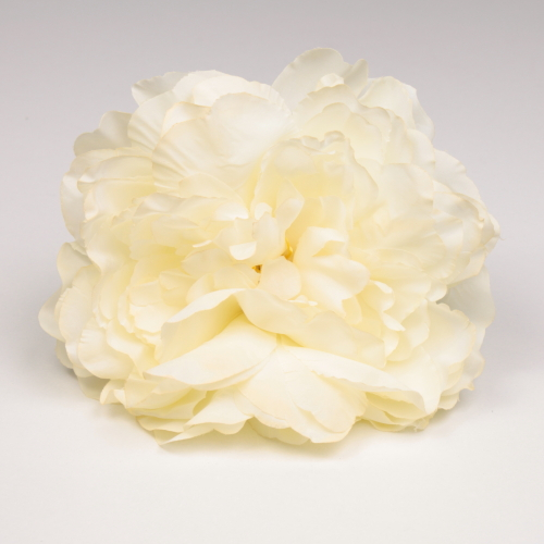 PEONIA MARFIL