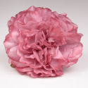 PEONIA QUISQUILLA
