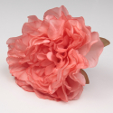 PEONIA CORAL