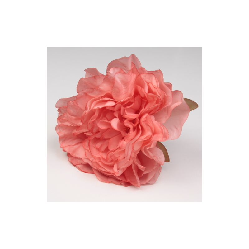 PEONIA QUISQUILLA